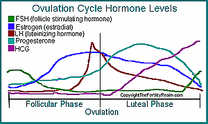 Steroid use effects on the body