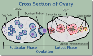Luteal Phase Corpus Luteum Ovary Diagram