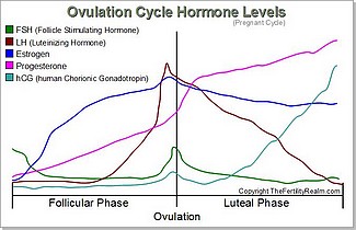 Ovulation Cycle Hormone Levels Diagram -pregnant