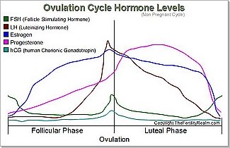 Ovulation Cycle Hormone Levels Diagram -not pregnant