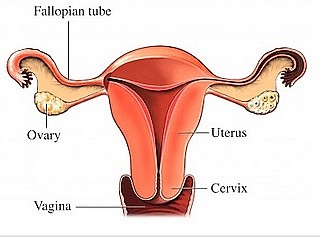 uterus, ovary, fallopian tube, fimbria