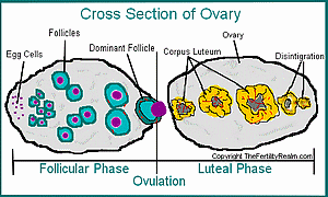 Follicular Phase Diagram Cross-Section of Ovary