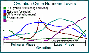 Luteal Phase Hormone Levels Diagram