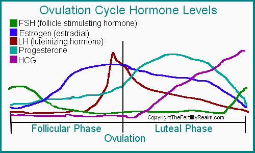 Estrogen Levels Ovulation Chart