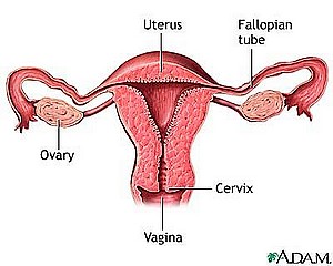 Cross-Section of Female Reproductive System