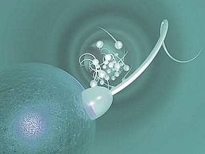 Conception: Sperm and Egg