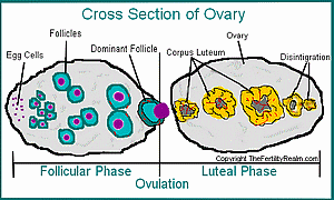 FSH Follicle Growth Diagram